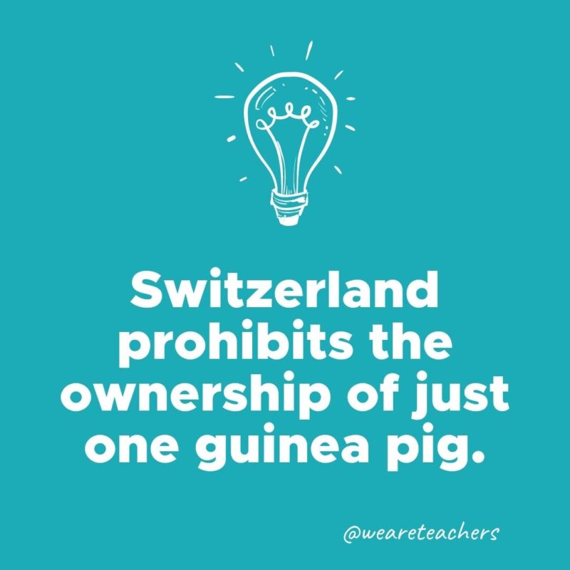 Weird fun fact - Switzerland prohibits the ownership of just one guinea pig.