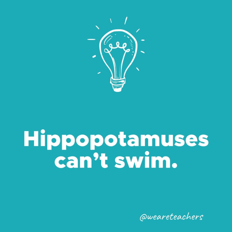 Hippopotamuses can’t swim.