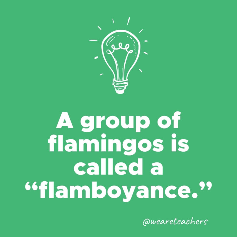 A group of flamingos is called a "flamboyance."