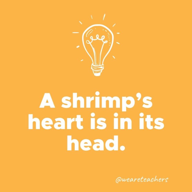 Weird fun fact - A shrimp’s heart is in its head.