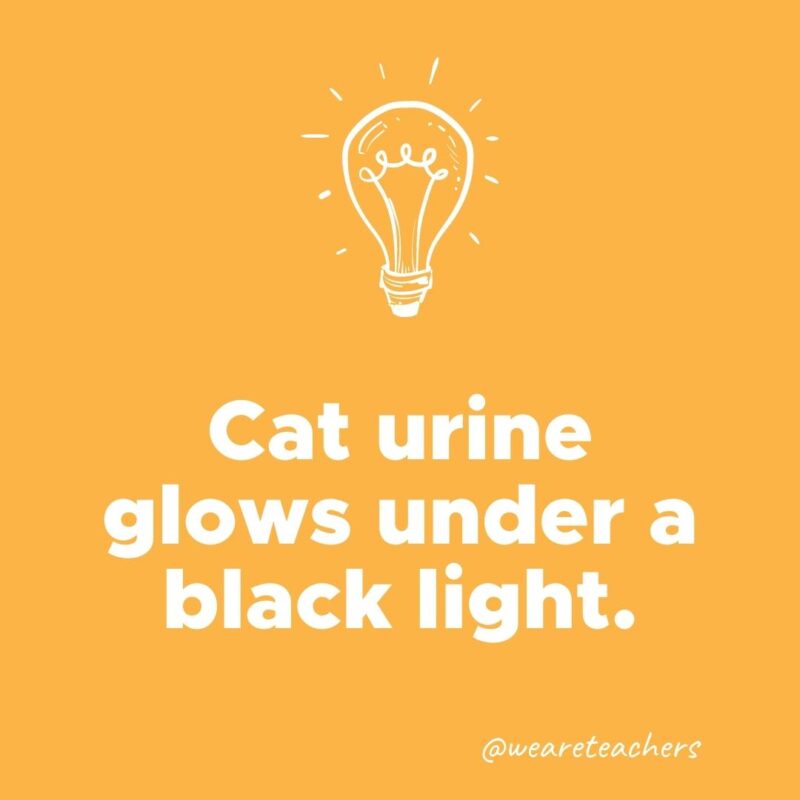 Cat urine glows under a black light.- weird fun facts