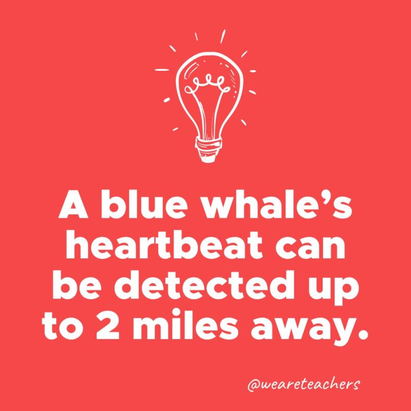  A blue whale's heartbeat can be detected up to 2 miles away.