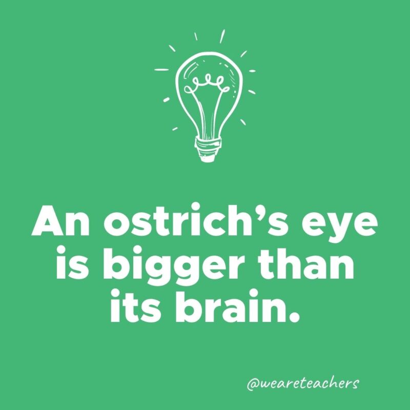 An ostrich's eye is bigger than its brain. 