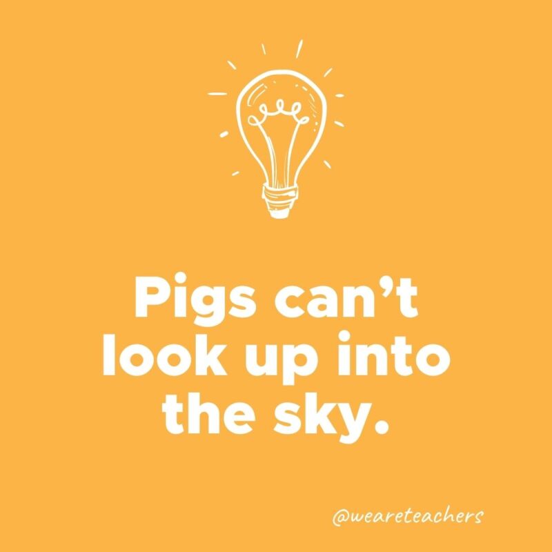 Pigs can't look up into the sky.