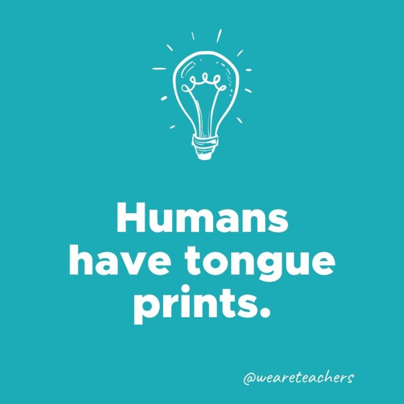 Humans have tongue prints. - weird fun facts
