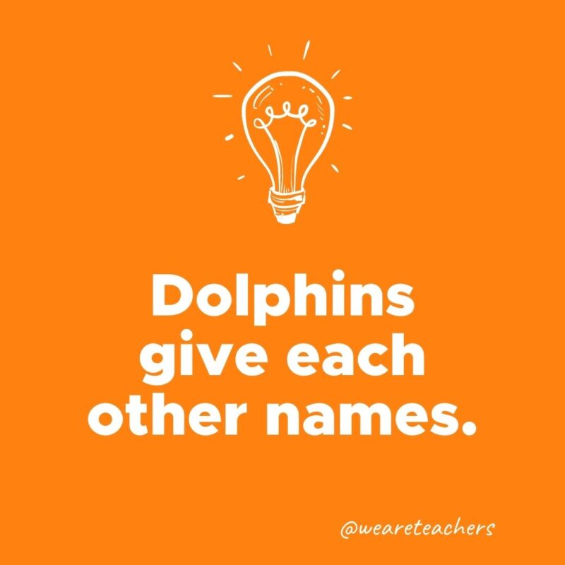 Dolphins give each other names.- weird fun facts
