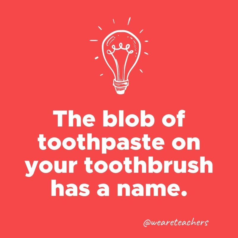 The blob of toothpaste on your toothbrush has a name.- weird fun facts