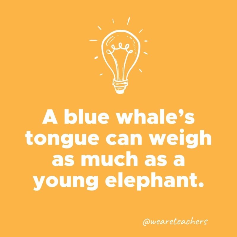 A blue whale’s tongue can weigh as much as a young elephant. 