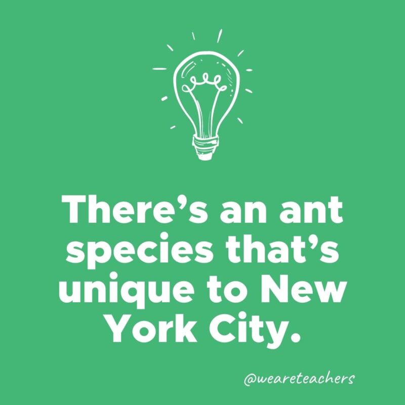 There's an ant species that's unique to New York City.