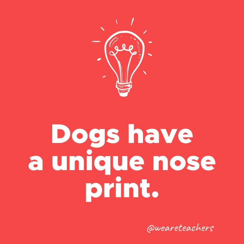 Dogs have a unique nose print. 