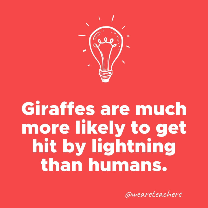 Giraffes are much more likely to get hit by lightning than humans.