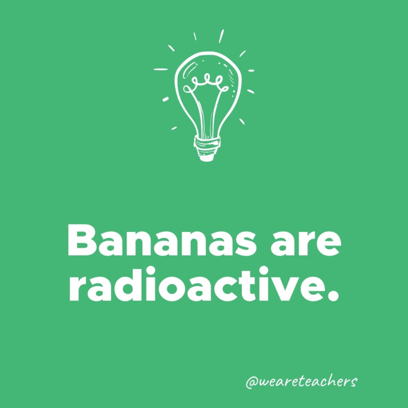 Bananas are radioactive.