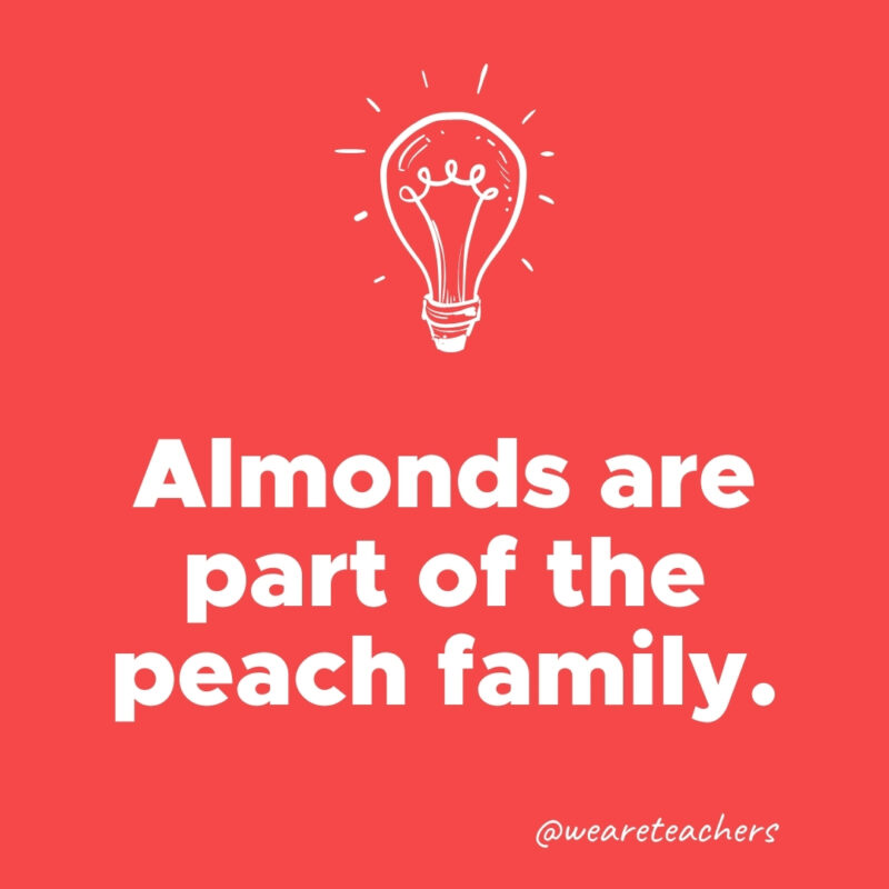 Almonds are part of the peach family.