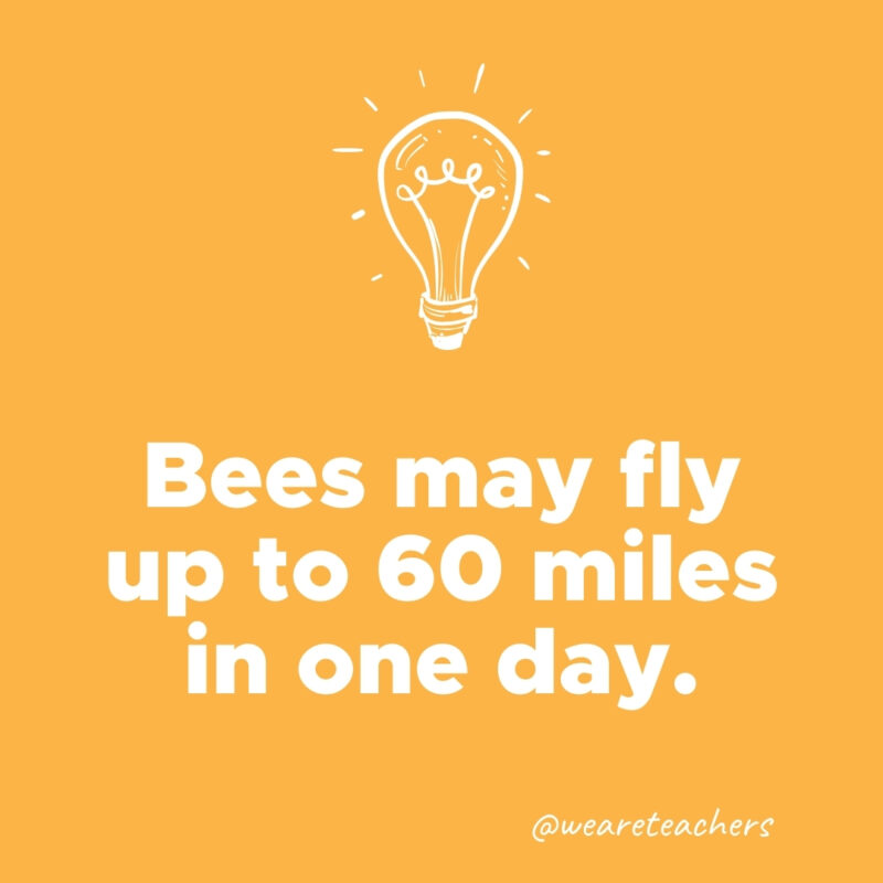 Bees may fly up to 60 miles in one day.