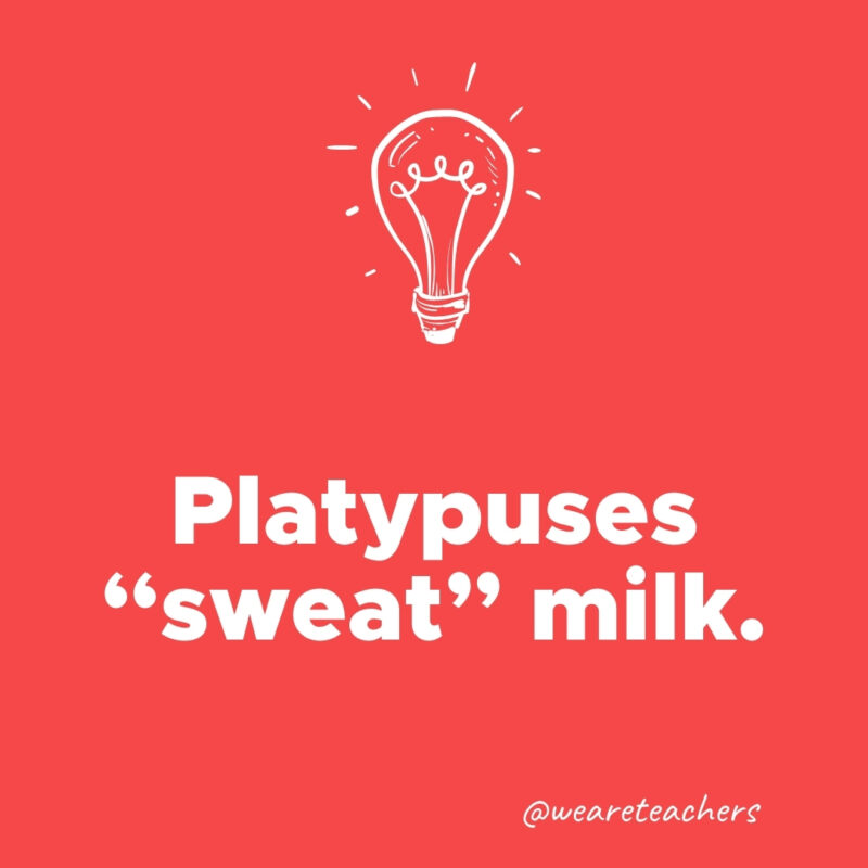 Platypuses "sweat" milk.