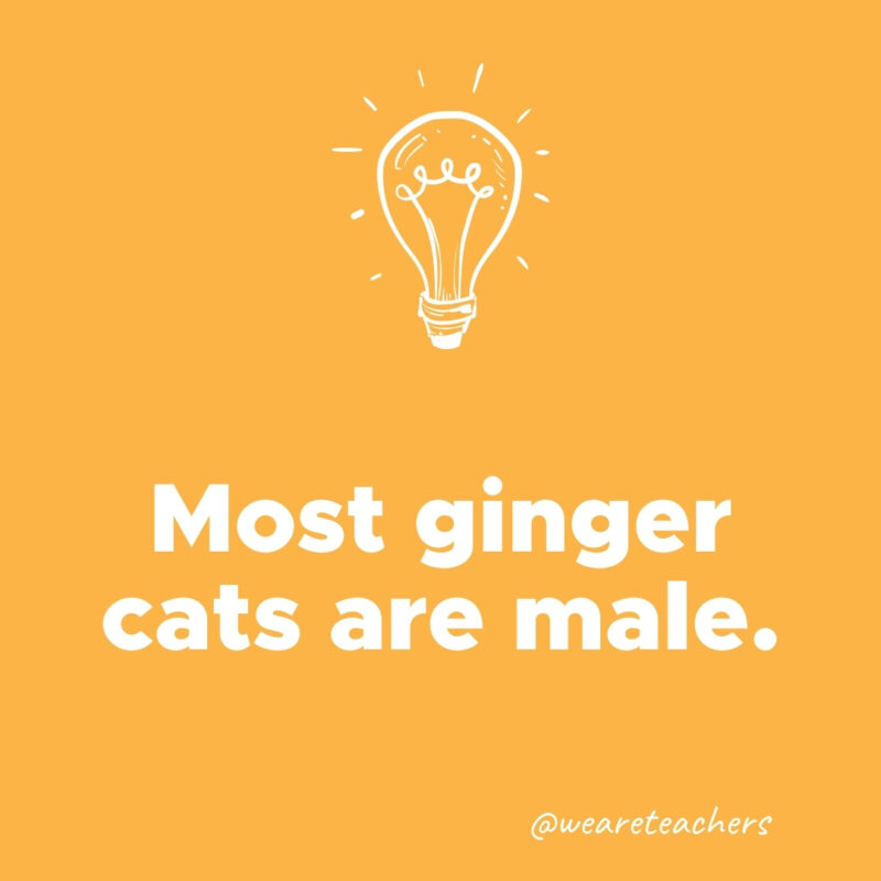 Most ginger cats are male.