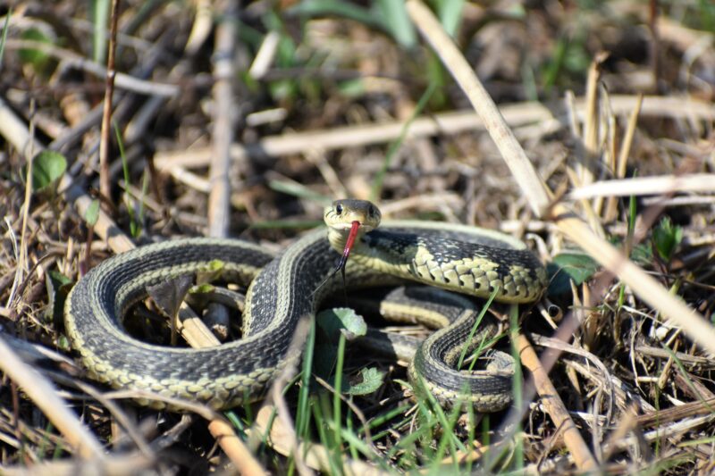 Garter snake in brown grass
