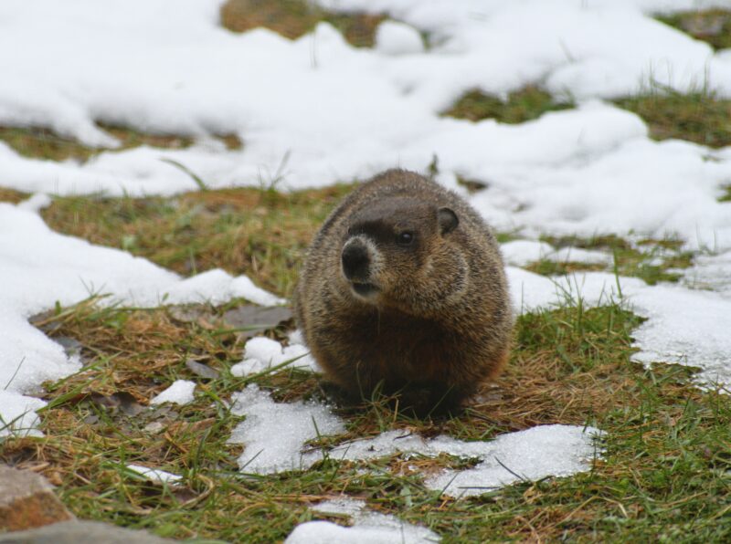 Groundhog walking over snow and grass as an example of animals that hibernate
