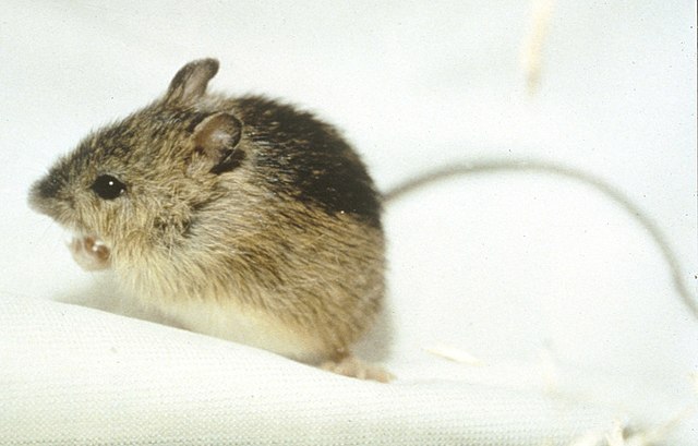 Meadow jumping mouse