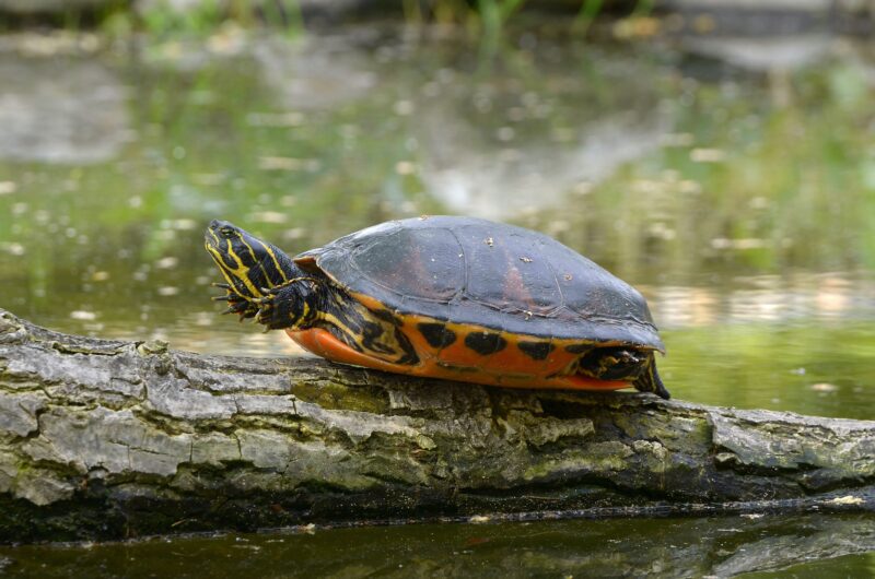 Painted turtle on a log