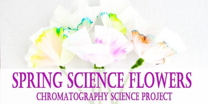 Tissue paper flowers dyed using chromatography. Text reads "Spring Science Flowers"