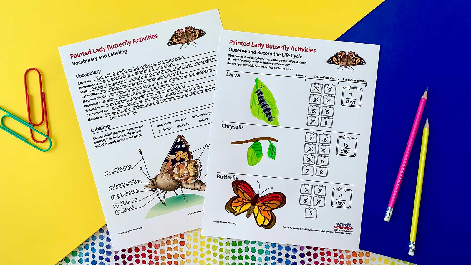 Painted Lady Butterfly worksheets filled out by student on desk with pencils and paperclips