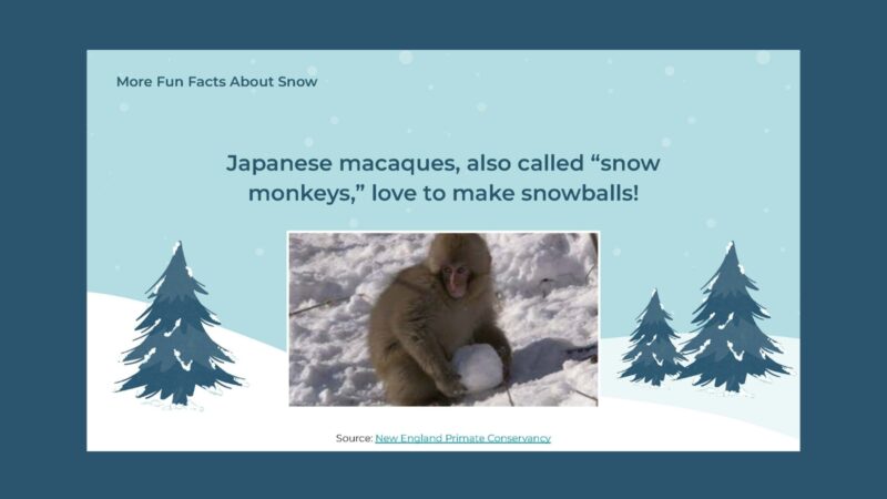 Slide with image of Japanese macaques, also called “snow monkeys,” love to make snowballs!