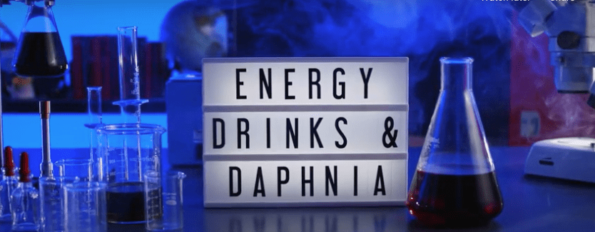 Energy drinks and fleas