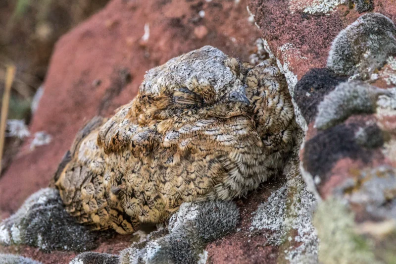 Common poorwill bird with head tucked into wing as an example of animals that hibernate